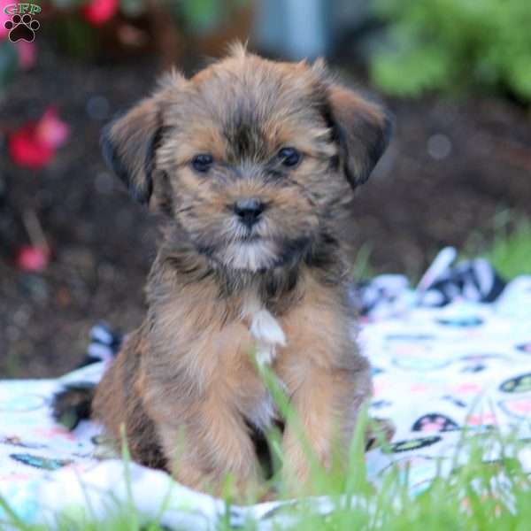 Moe, Shorkie Puppy