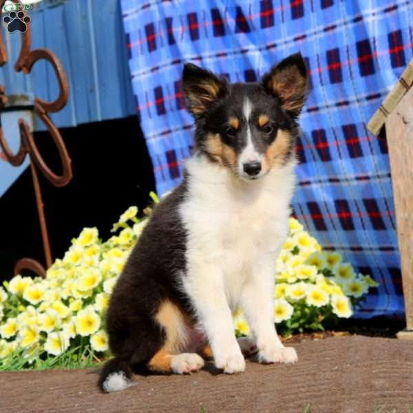 Mojo, Sheltie Puppy