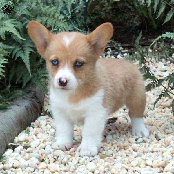 Molly, Pembroke Welsh Corgi Puppy