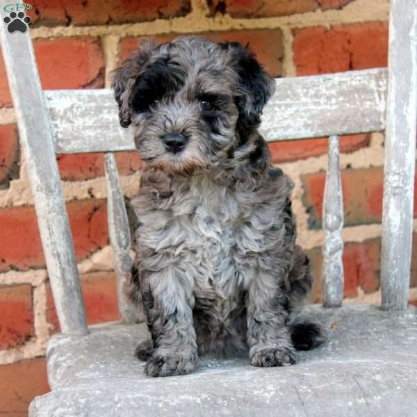 Molly, Cockapoo Puppy