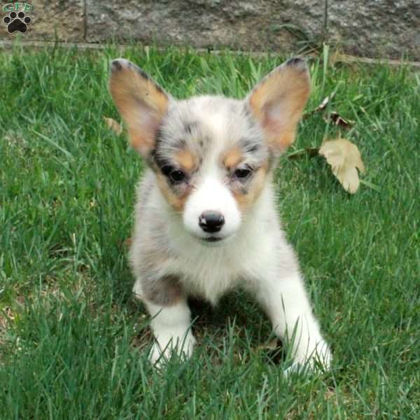 Molly, Pembroke Welsh Corgi Puppy