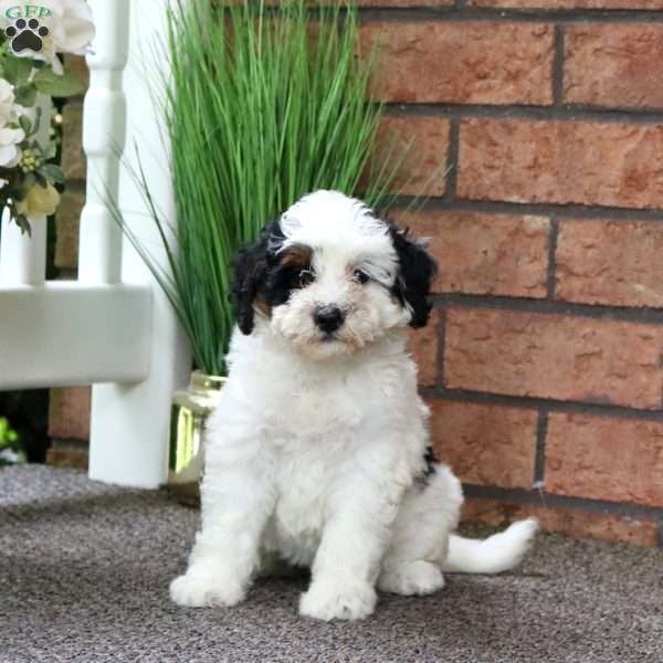 Molly, Mini Bernedoodle Puppy