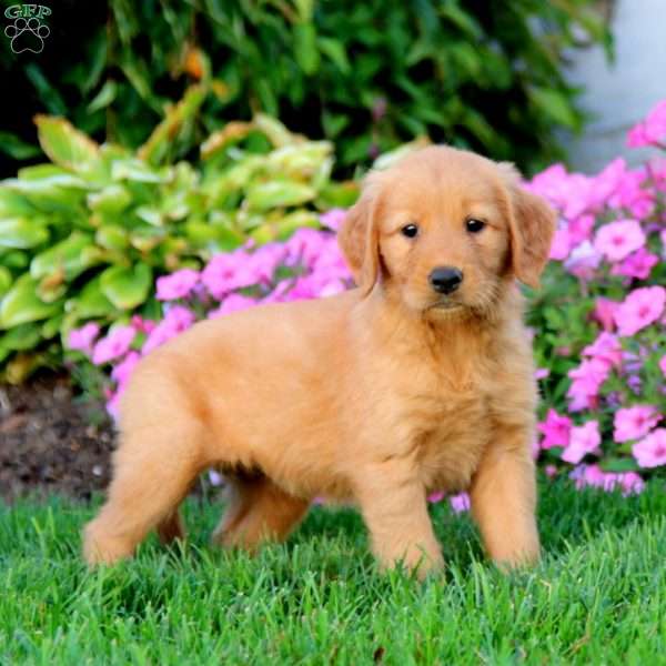 Molly, Golden Retriever Puppy