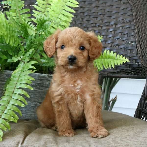 Molly, Mini Goldendoodle Puppy