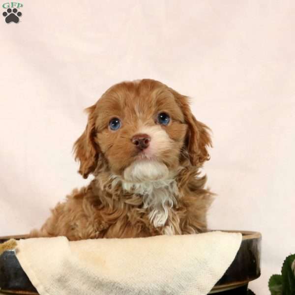 Molly, Cavapoo Puppy