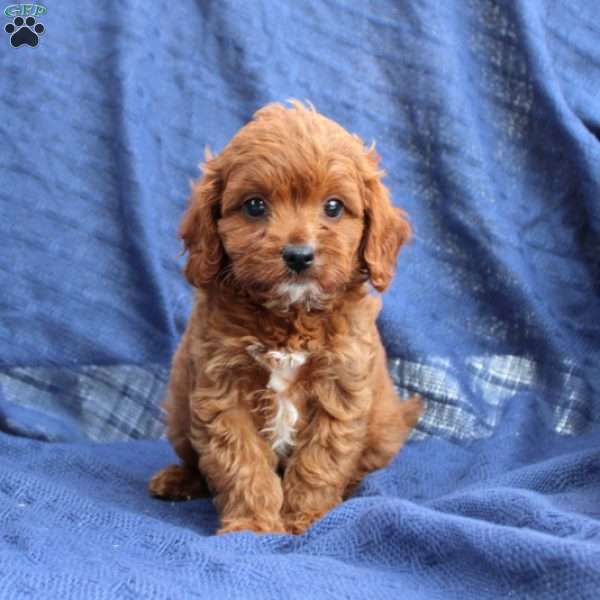 Monte, Cavapoo Puppy