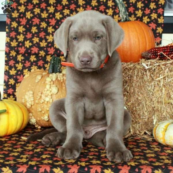 Monty, Silver Labrador Retriever Puppy