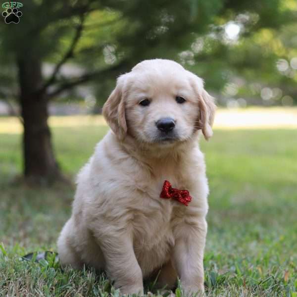 Moose, Golden Retriever Puppy