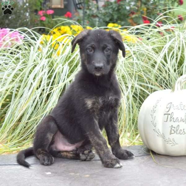 Moose, German Shepherd Mix Puppy