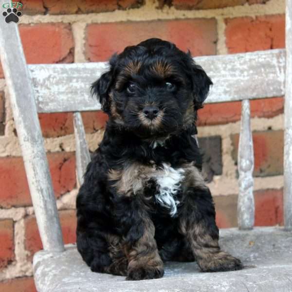 Moose, Cockapoo Puppy