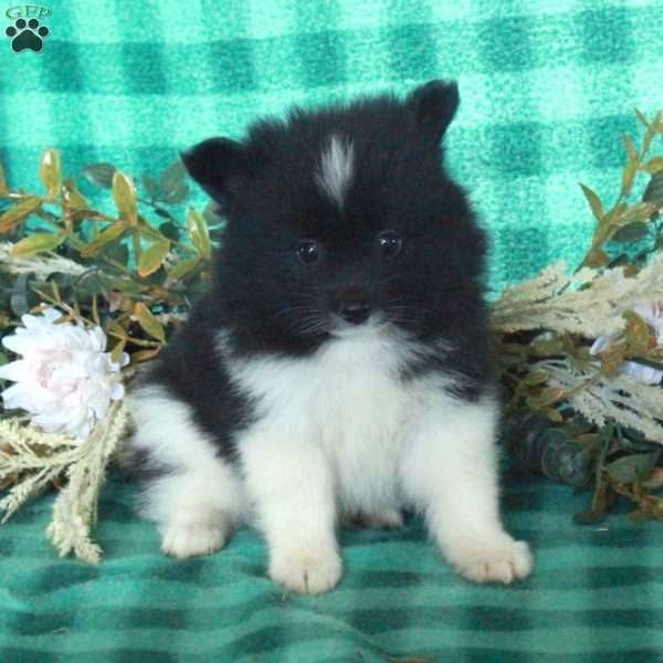 Mouse, Pomeranian Puppy