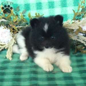 Mouse, Pomeranian Puppy