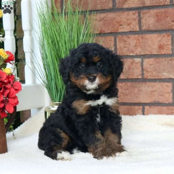 Moxie, Mini Bernedoodle Puppy