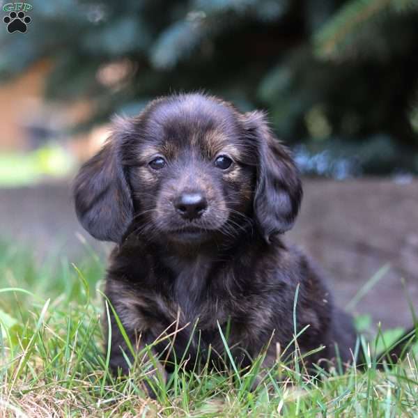 Mufaletta, Dachshund Puppy