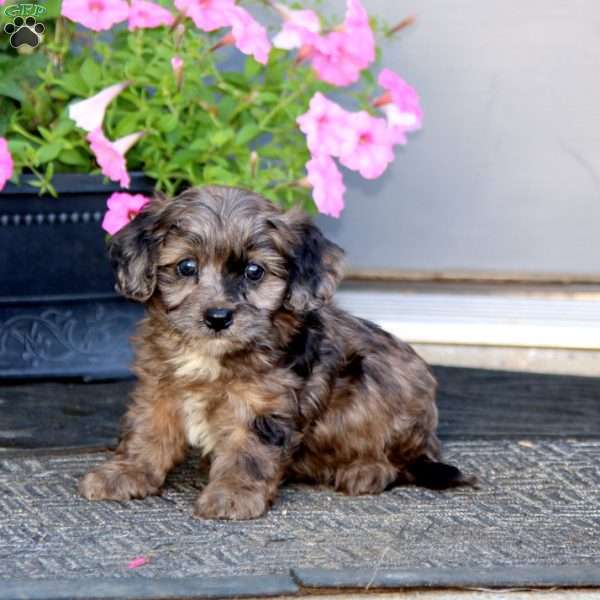 Muffin, Cavapoo Puppy