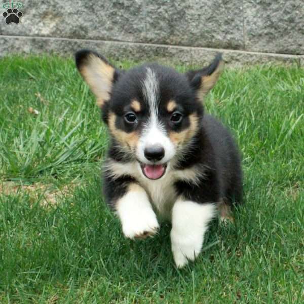 Murphy, Pembroke Welsh Corgi Puppy