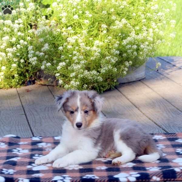 Murphy, Sheltie Puppy