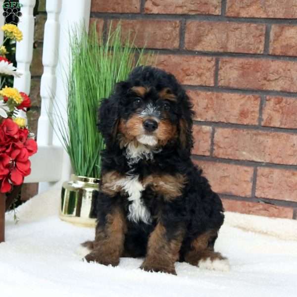 Myles, Mini Bernedoodle Puppy