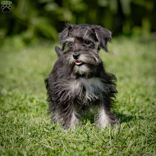 Nekia, Miniature Schnauzer Puppy