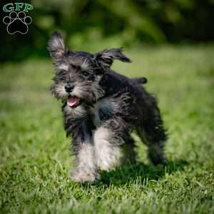 Nekia, Miniature Schnauzer Puppy