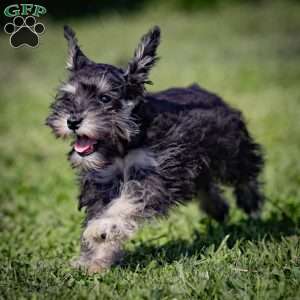 Nekia, Miniature Schnauzer Puppy