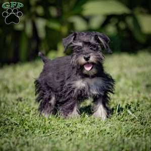 Nekia, Miniature Schnauzer Puppy