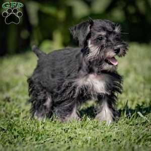 Nekia, Miniature Schnauzer Puppy