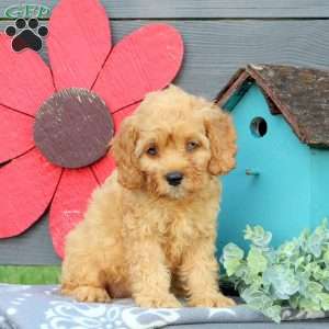 Nala Cockapoo Cockapoo Puppies for Sale - Greenfield Puppies