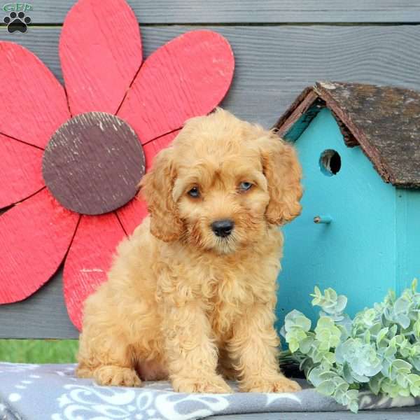 Nala, Cockapoo Puppy