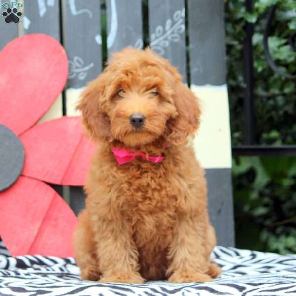 Nancy, Mini Goldendoodle Puppy