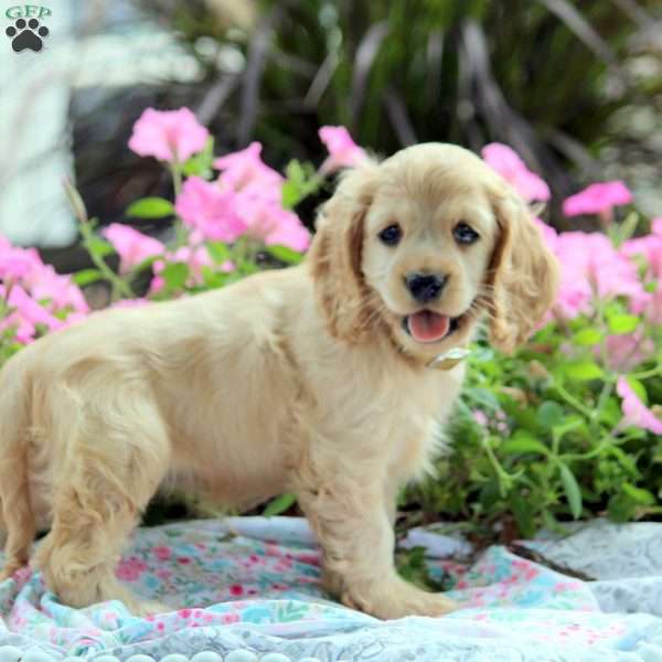 Nancy, Cocker Spaniel Puppy