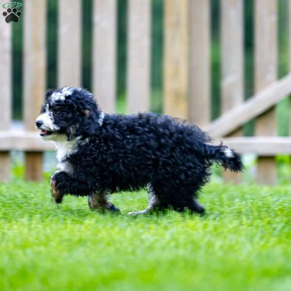 Naomi, Mini Bernedoodle Puppy