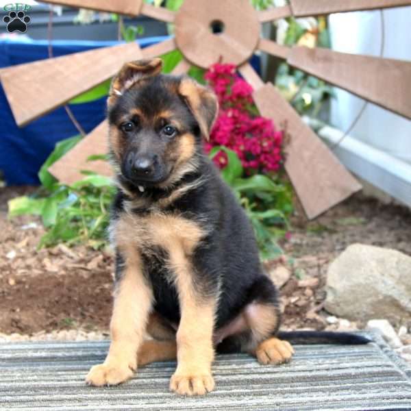 Noami, German Shepherd Puppy