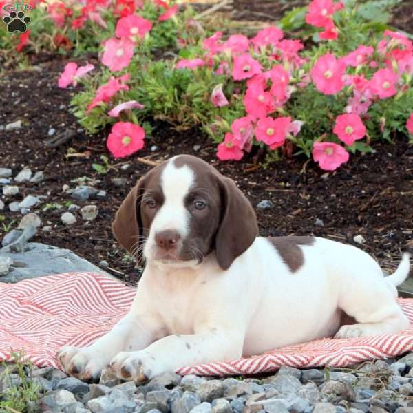 Nathan, English Springer Spaniel Mix Puppy