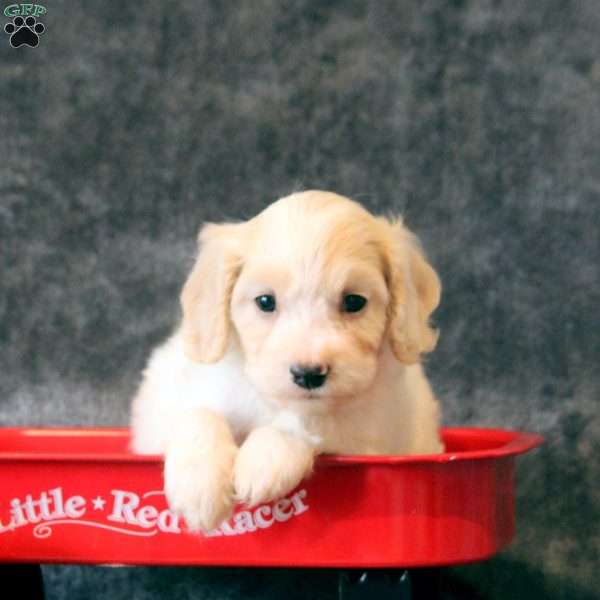 Nathan, Cavachon Puppy