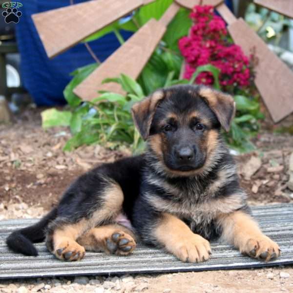 Neal, German Shepherd Puppy