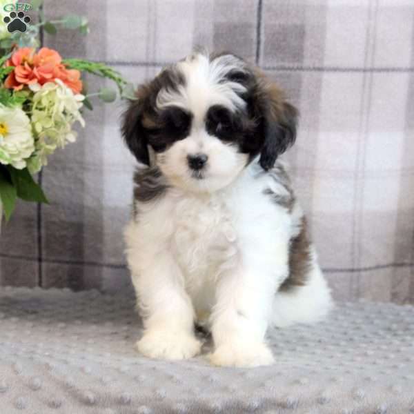 Neil, Shih Tzu Mix Puppy