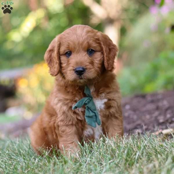 Neil, Goldendoodle Puppy