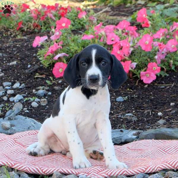 Nellie, English Springer Spaniel Mix Puppy