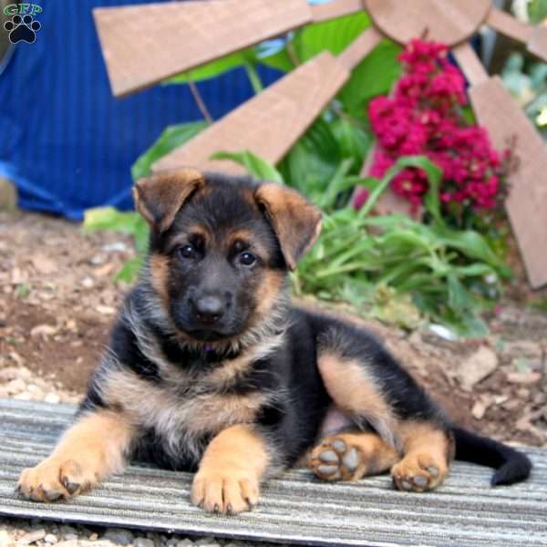 Nellie, German Shepherd Puppy