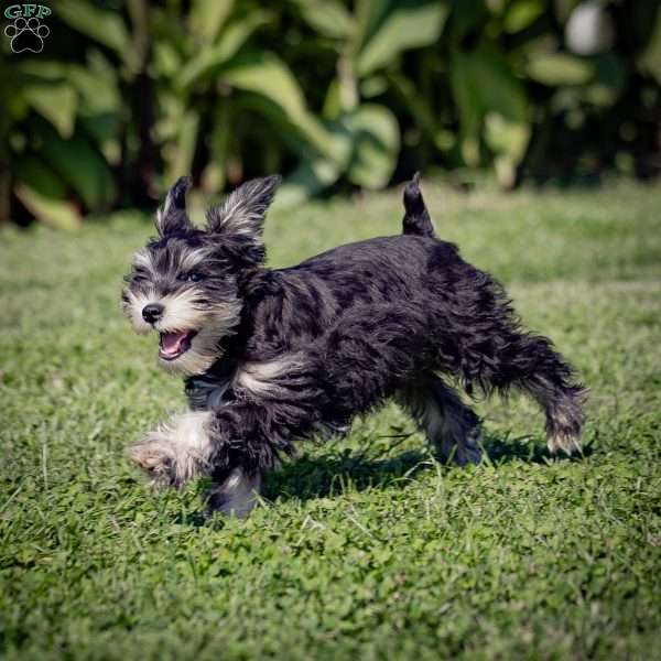 Neona, Miniature Schnauzer Puppy