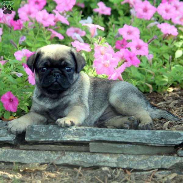 Nero, Pug Puppy