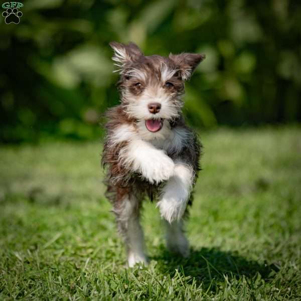 Nessie, Miniature Schnauzer Puppy