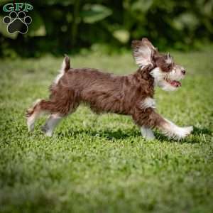 Nessie, Miniature Schnauzer Puppy