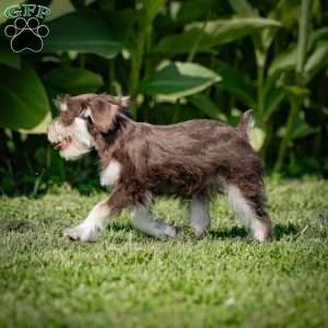 Nessie, Miniature Schnauzer Puppy