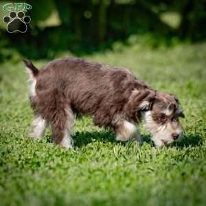 Nessie, Miniature Schnauzer Puppy