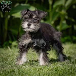 Naeveh, Miniature Schnauzer Puppy