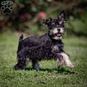 Naeveh, Miniature Schnauzer Puppy