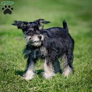 Naeveh, Miniature Schnauzer Puppy