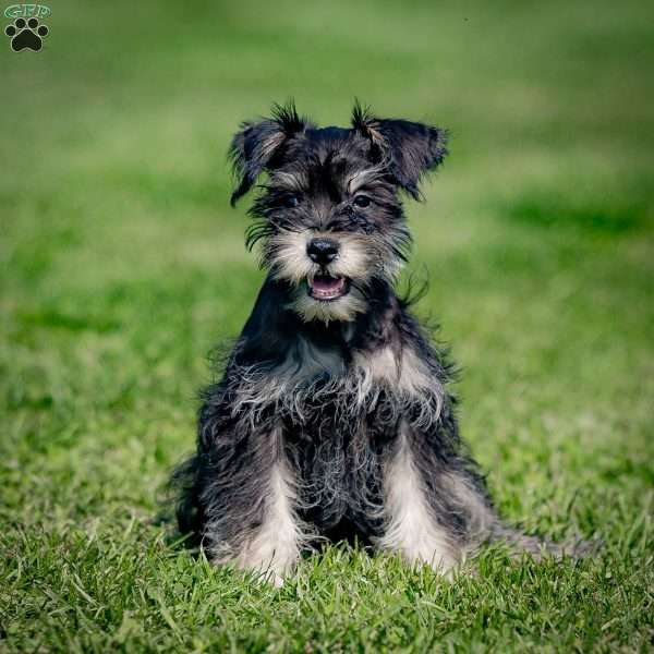 Naeveh, Miniature Schnauzer Puppy